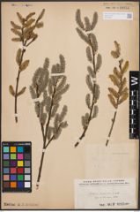 Foto von Salix cinerea L.